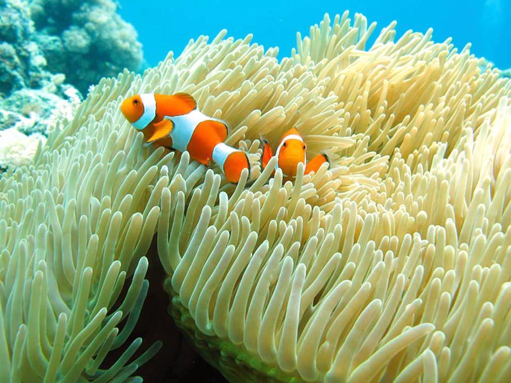 Marco Vincent Dive Resort Puerto Galera Exterior photo